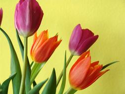 Tulips Orange and Purple