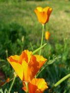 California Poppy