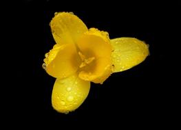 ravishing Buttercup Yellow Flower