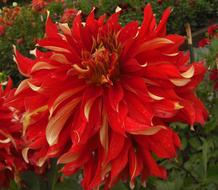 incredibly beautiful Dahlia Flower Red