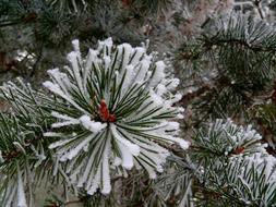 snowy fluffy branches of spruce