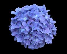 closeup photo of light blue hydrangea on a black background