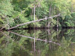 fallen Trees in forest by river