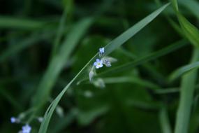 Forget Me Not Flower blue