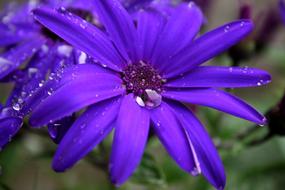 drop of dew in center of Purple Blossom close-up on blurred background