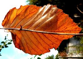 Leaf Dry Fall orange