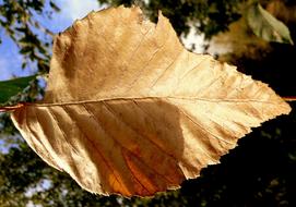 macro photo of a light brown autumn leaf