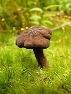 Fungus Toadstool