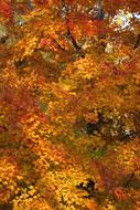 Foliage Autumn Leaves orange