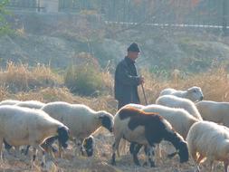 Sheep Flock and man