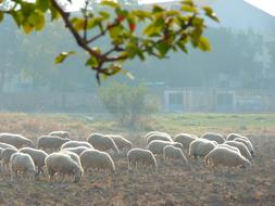 Sheep Flock and branch