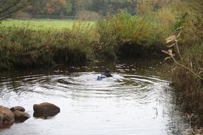 Swimmer Water stone