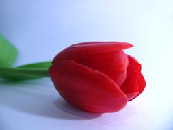 nice Tulip Flowers Spring