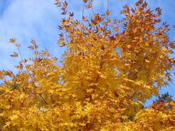 Leaves yellow and Sky Blue