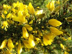 yellow Gorse Bush Flower