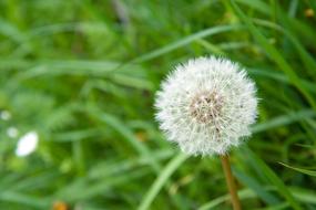 magnificent Dandelion Flower white