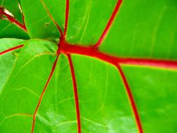 red veins of green leaf of a plant