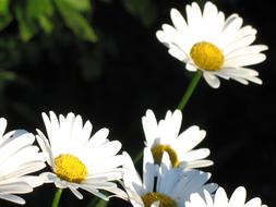 Beautiful blooming white and yellow daisy flowers in light