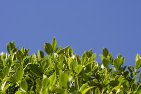 Hedge Leaf