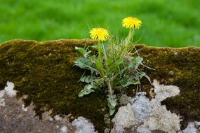 Dandelion, blooming plant on mossy rock