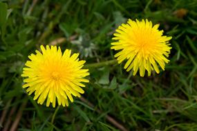 unusually beautiful Dandelion yellow