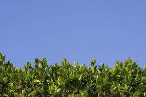 Hedge with Tiny Leaves at sky