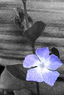 Periwinkle, blue Flower at grey background
