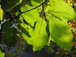 sunlight plays on beech leaves