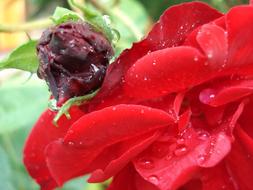 Rose Flower Red bud