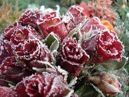 frosted Frozen Roses