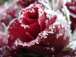 Rose Ice