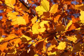 Leaf Leaves Yellow sun