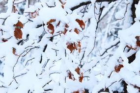 autumn leaves in white snow close up