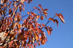Leaves Red and blue sky