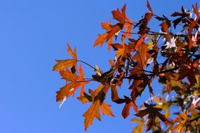 Leaves Red and sky