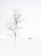 Winter Tree and Bench