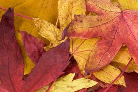 red and yellow autumn maple leaves