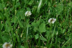 white Clover blooming among Grass