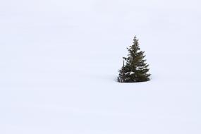 Branch Christmas snow