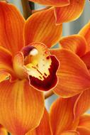 Beautiful Bloom orange