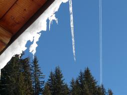 Icicle Winter Snow tree and sky