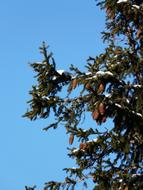 Spruce tree branches with cones