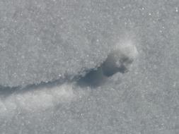 white crystals of snow on a sunny day