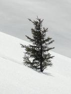 Tree Fir
