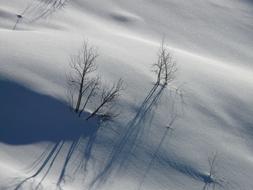 perfect Trees Snow