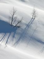 Tree Snow Lonely