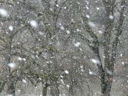 photo of a winter blizzard in the park
