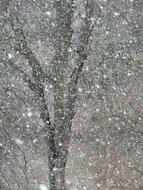 Snow Snowflakes and tree
