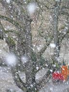 goodly Snowflakes