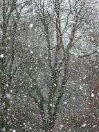 Snow Snowflakes